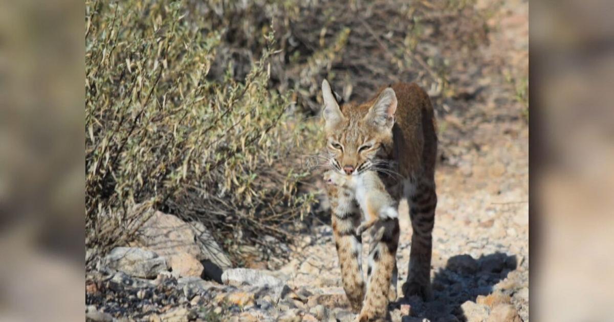 Wildlife Officials Seek Information After Bobcat Killed On Tucson s wildlife-officials-seek-information-after-bobcat-killed-on-tucson-s