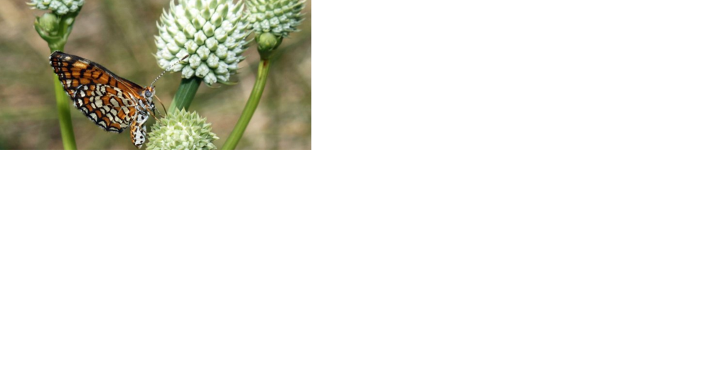 Rare wildflower in Arizona now protected under Endangered Species Act - Vimarsana News