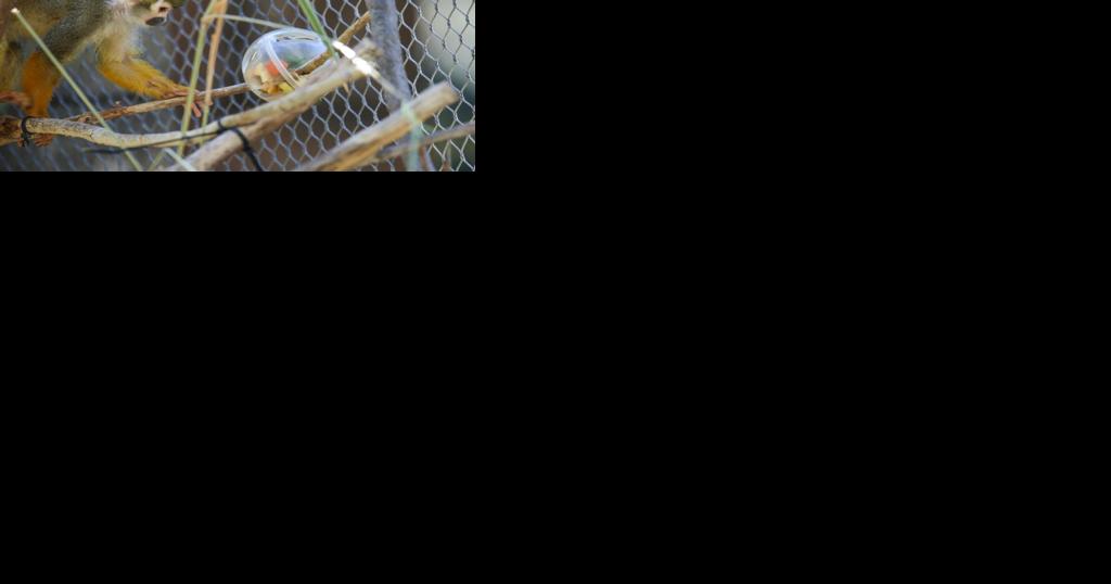 Reid Park Zoo mourns loss of 8-year-old squirrel monkey - Vimarsana News