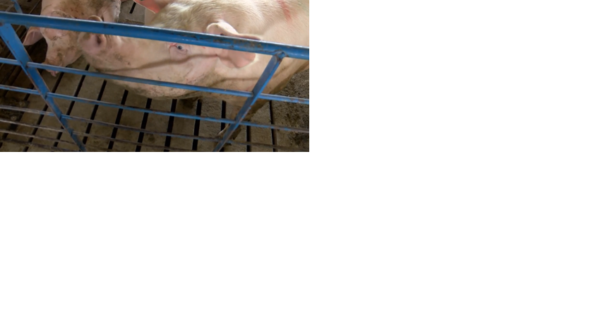 Iowa Supreme Court changes precedent for lawsuits against livestock operations - Vimarsana News