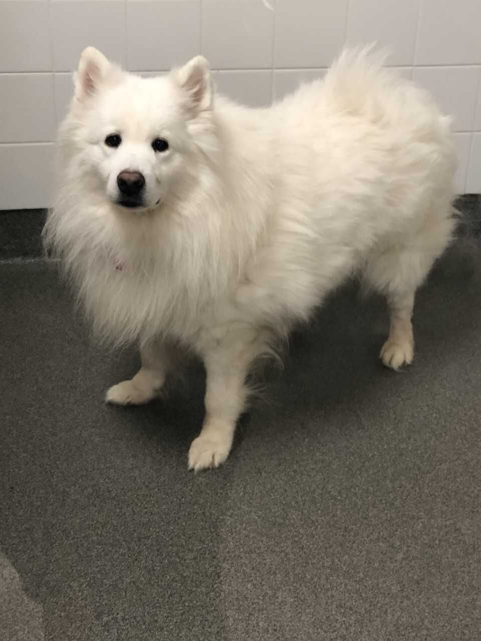 Samoyed puppy 2024 mill rescue