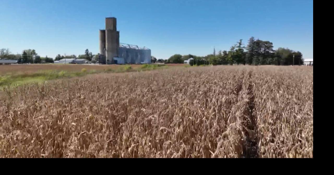 Iowa farmers face tough choices amid soybean trade issues