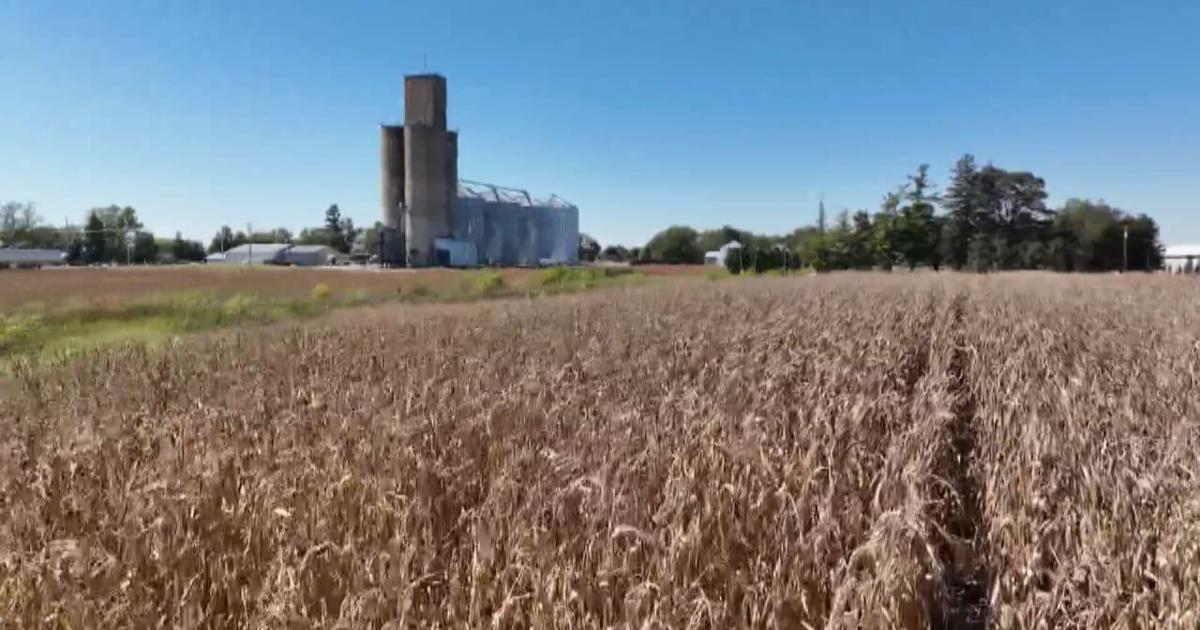 Iowa farmers face tough choices amid soybean trade issues