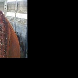 New cattle disease detected in Iowa