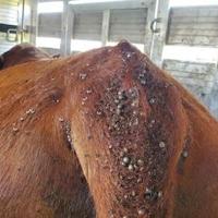 New cattle disease detected in Iowa