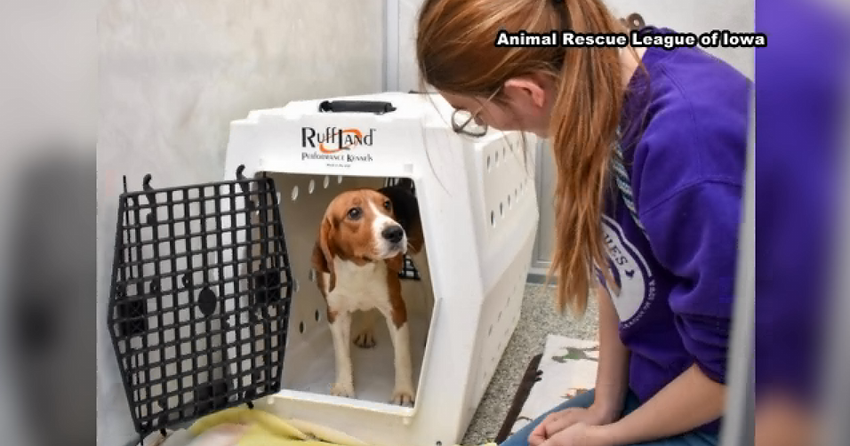 40 beagles rescued from Wisconsin research facility arrive in Iowa