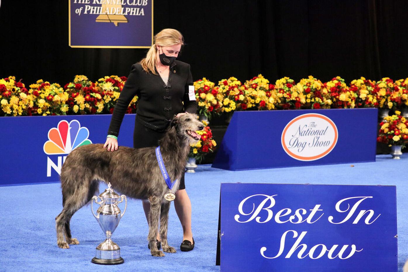 which dog won best in show