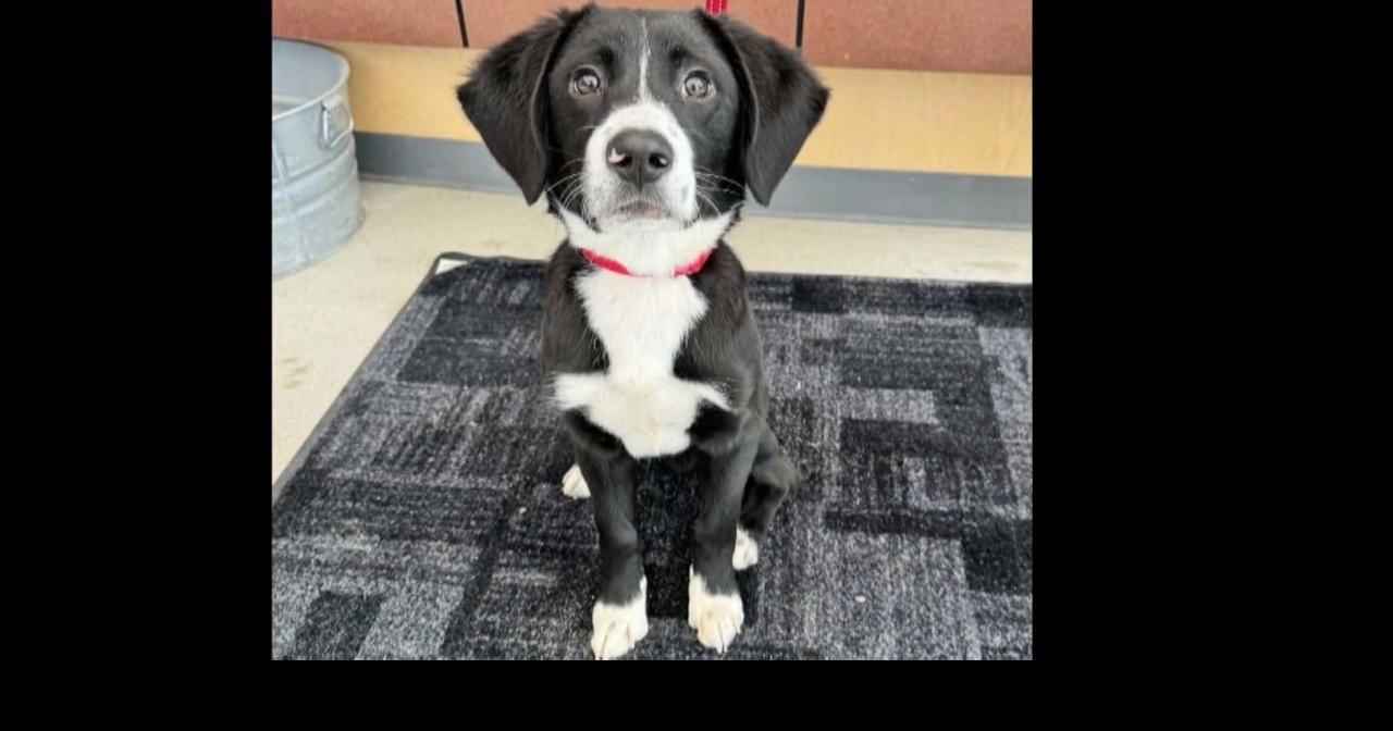Meet Billy: Cedar Bend's adorable pup seeks a loving home | Video ...