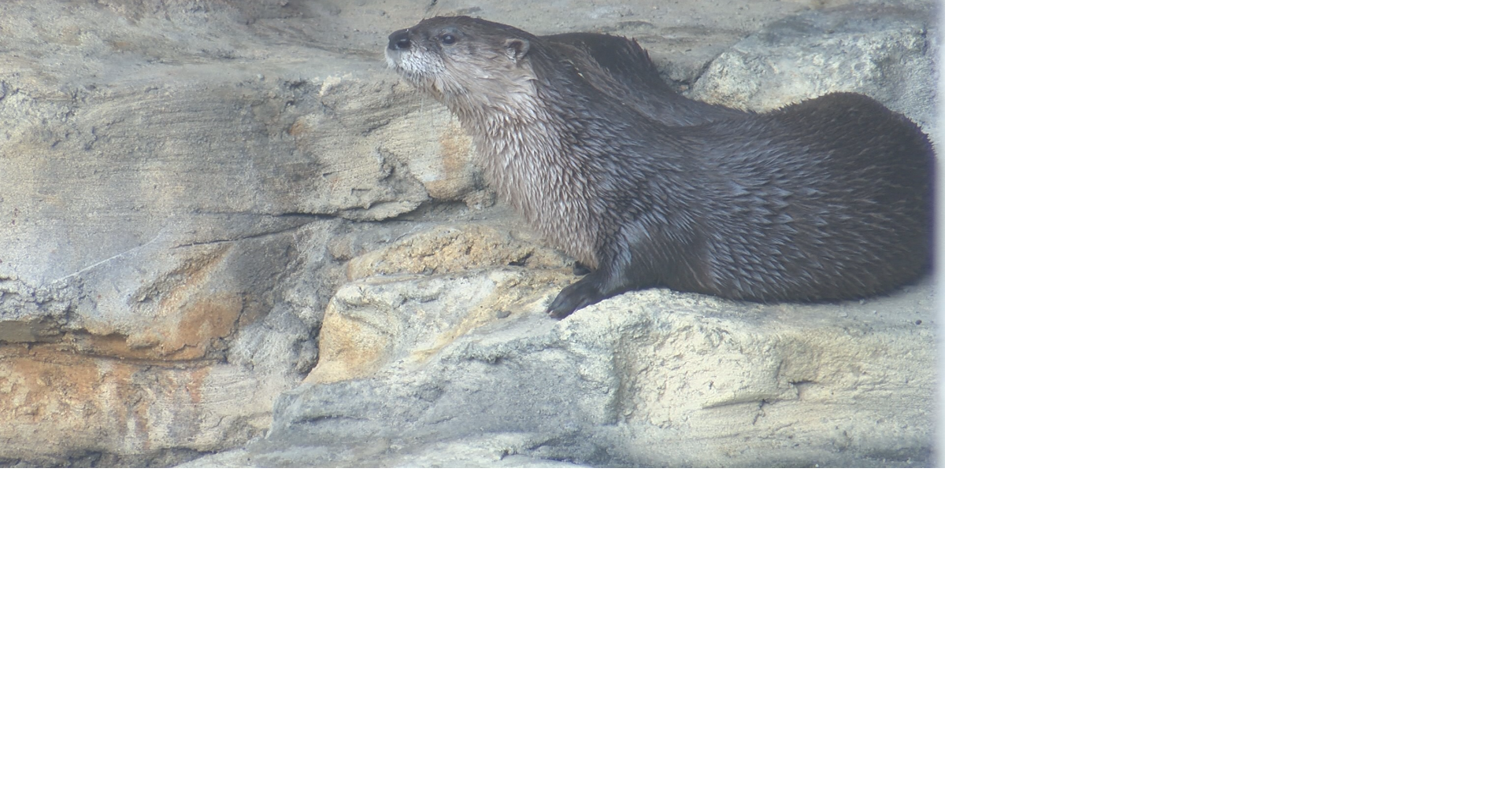 Dubuque's otters explore new outdoor exhibit at Mississippi River Museum