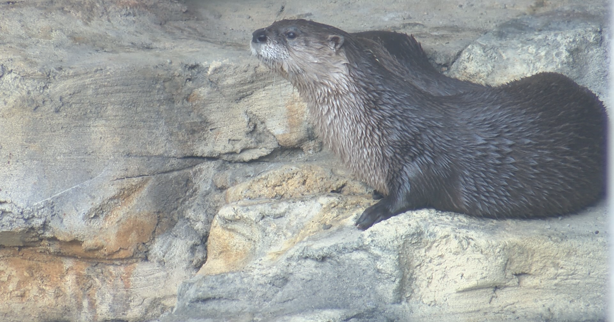 Dubuque's otters explore new outdoor exhibit at Mississippi River Museum