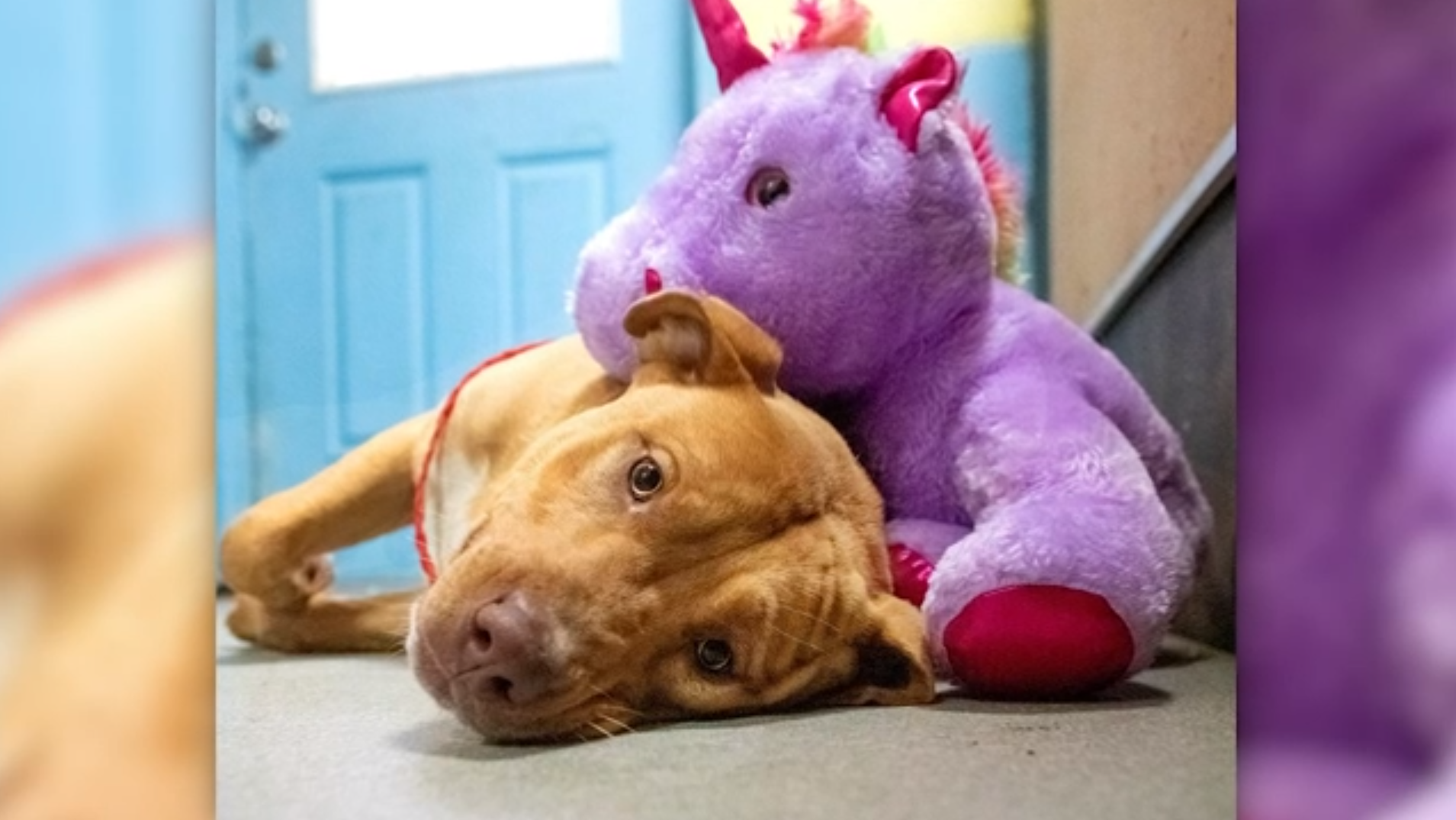 dog dollar store unicorn