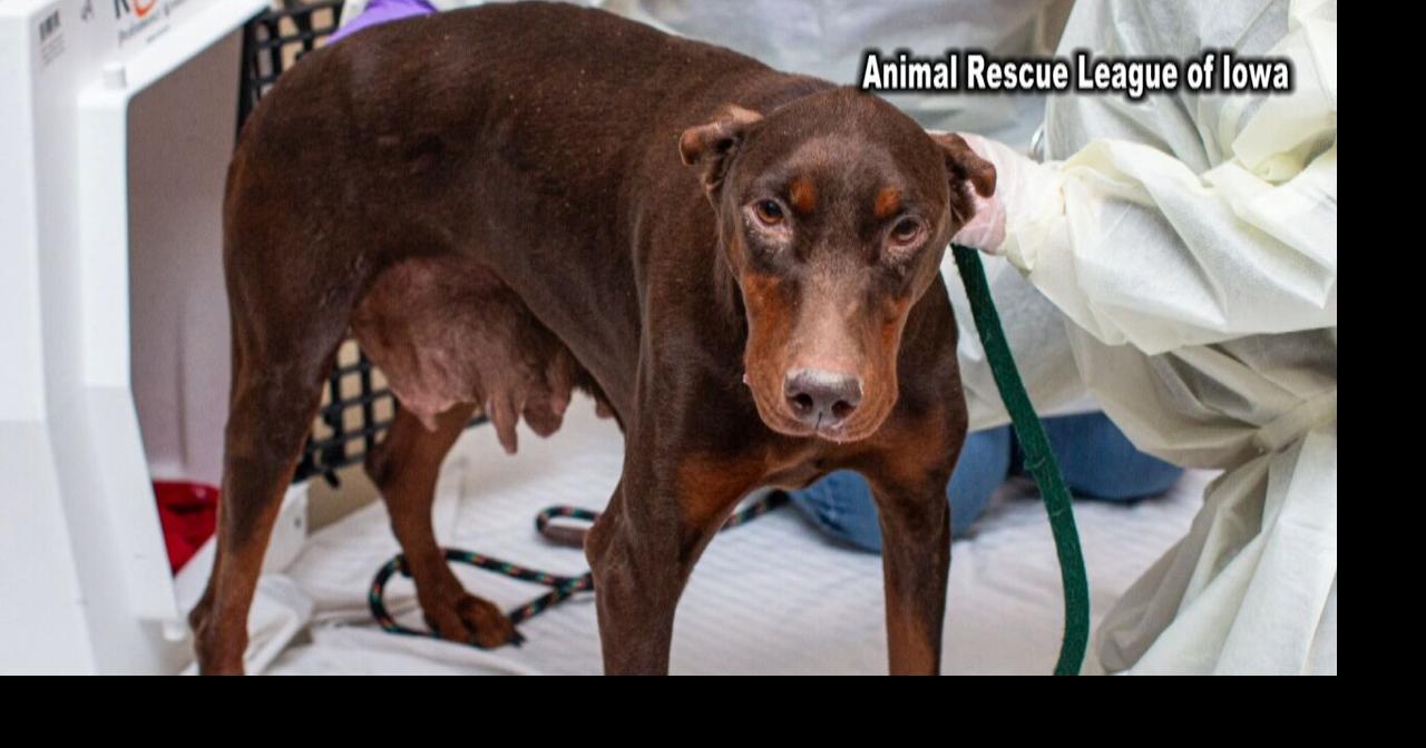 Multiple dogs seized from Washington County breeder experiencing health ...