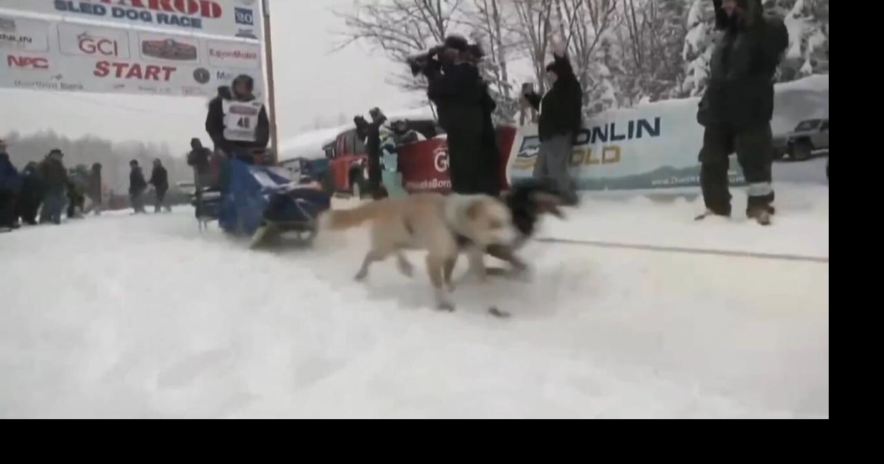Iowan chases sled dog dreams in Alaska | Sports | kwwl.com