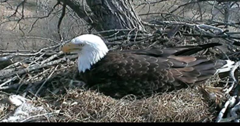 DECORAH EAGLES LIVE CAM visual data 7