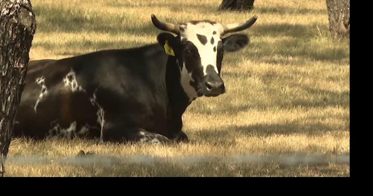 Iowa monitors screwworm fly found in Texas cattle