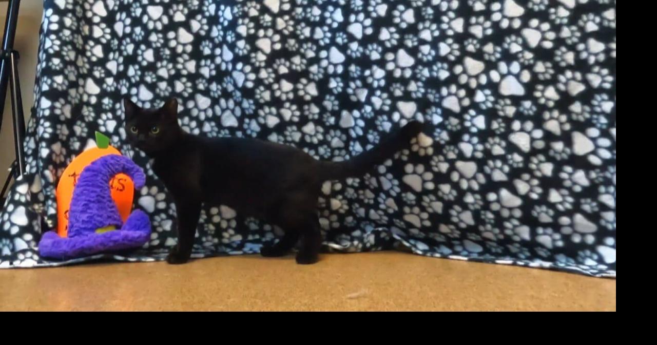 Pet of the Week: Trashcan Joe the black kitten is ready for his Halloween home