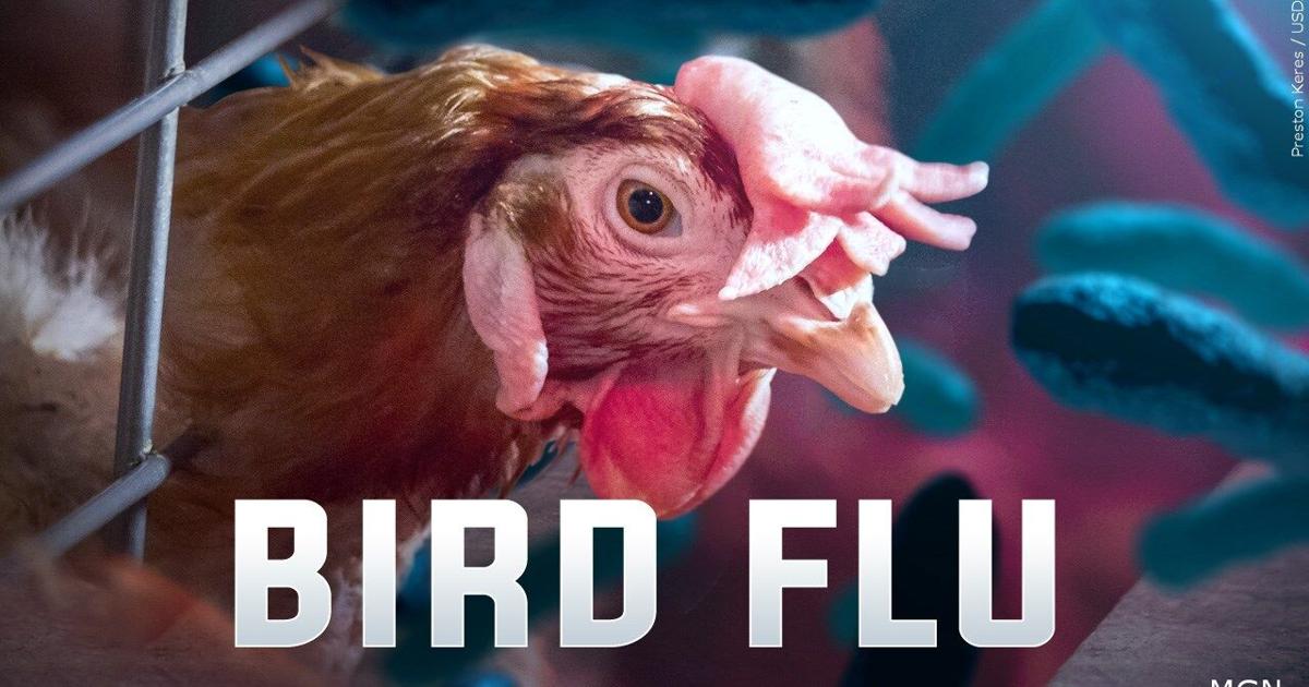 Fifth case of bird flu confirmed state-wide in Warren County | Drugs