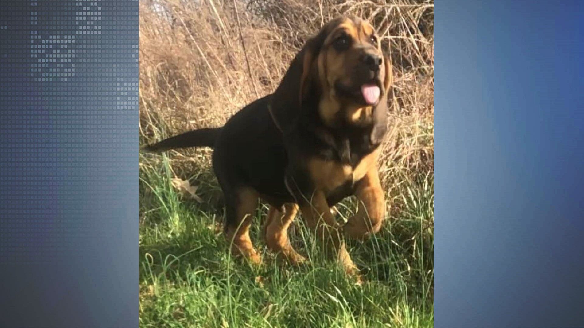 Corgi store bloodhound mix