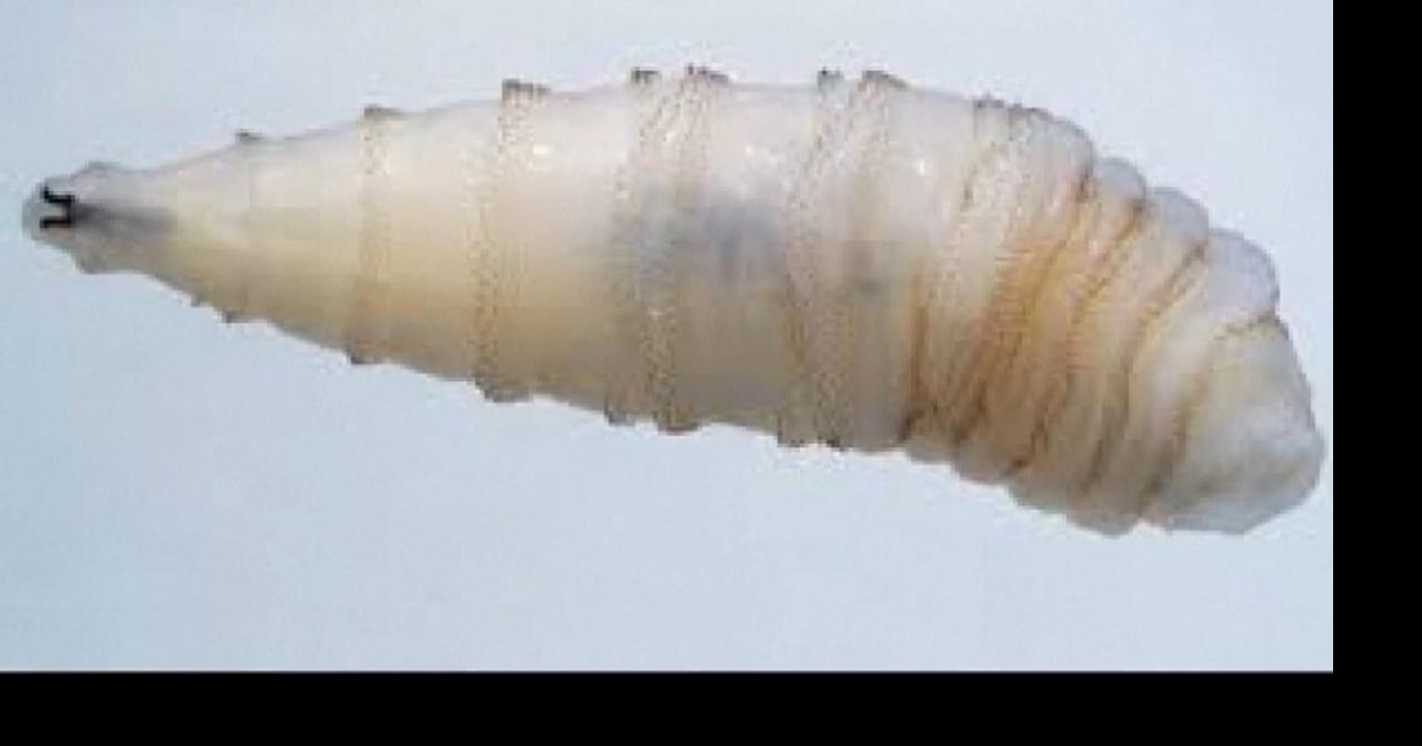 Screwworm parasite in Texas: What it means for Iowa farmers