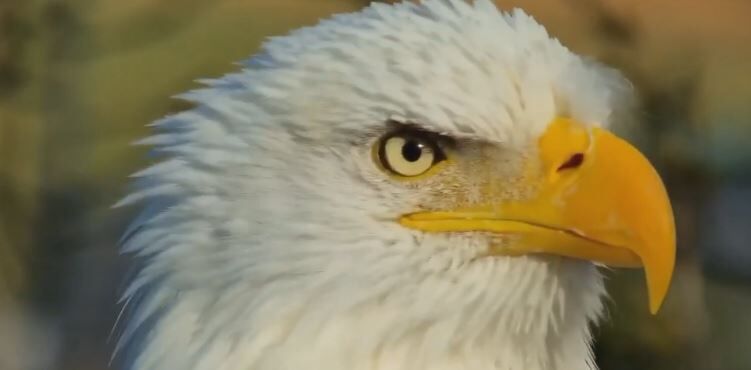 Raptor Resource Project: Bald Eagle and Bird of Prey Cams