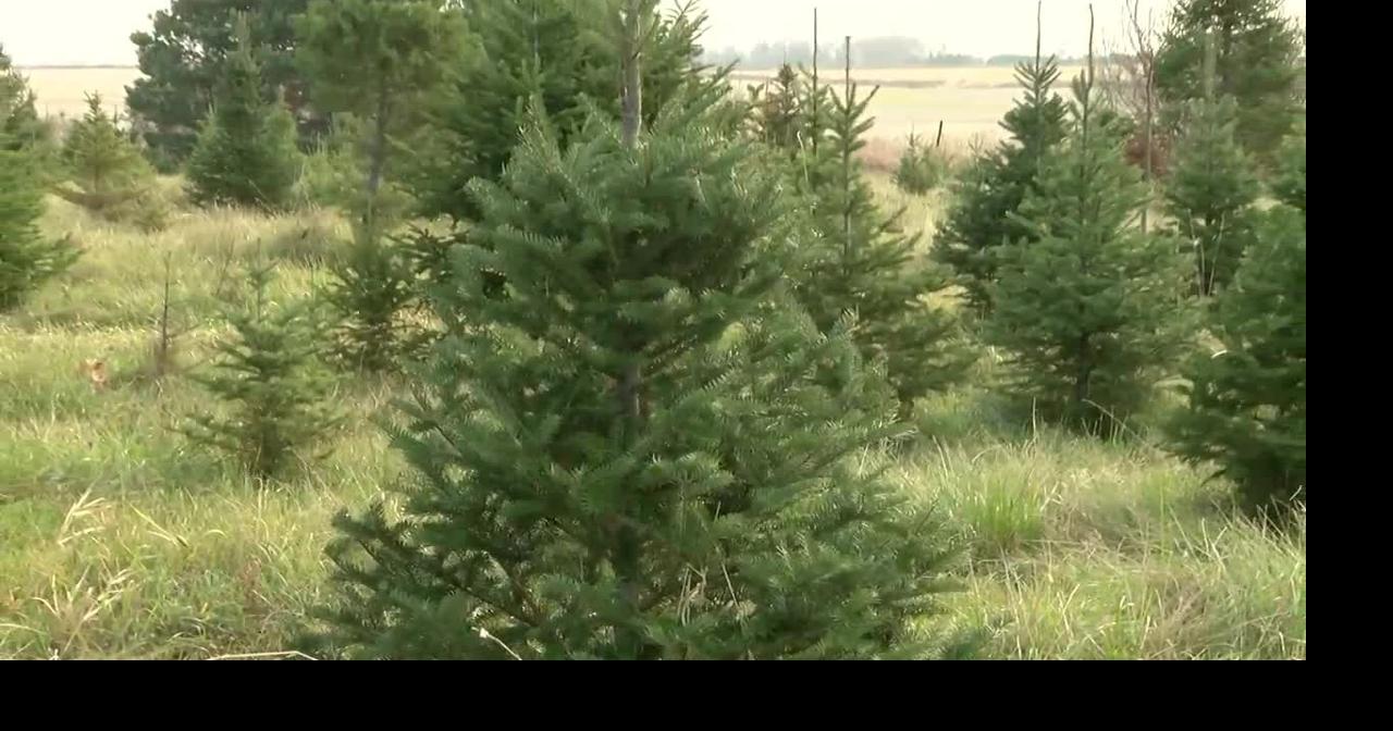 Jesup Christmas tree farm open for holiday season despite pandemic fears Coronavirus