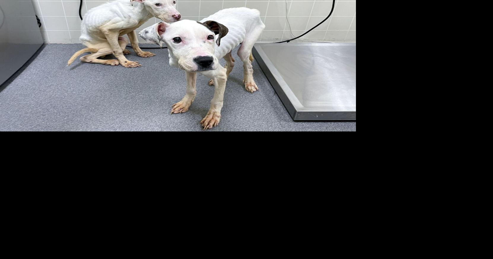 Two severely emaciated puppies rescued from Des Moines property | Top ...