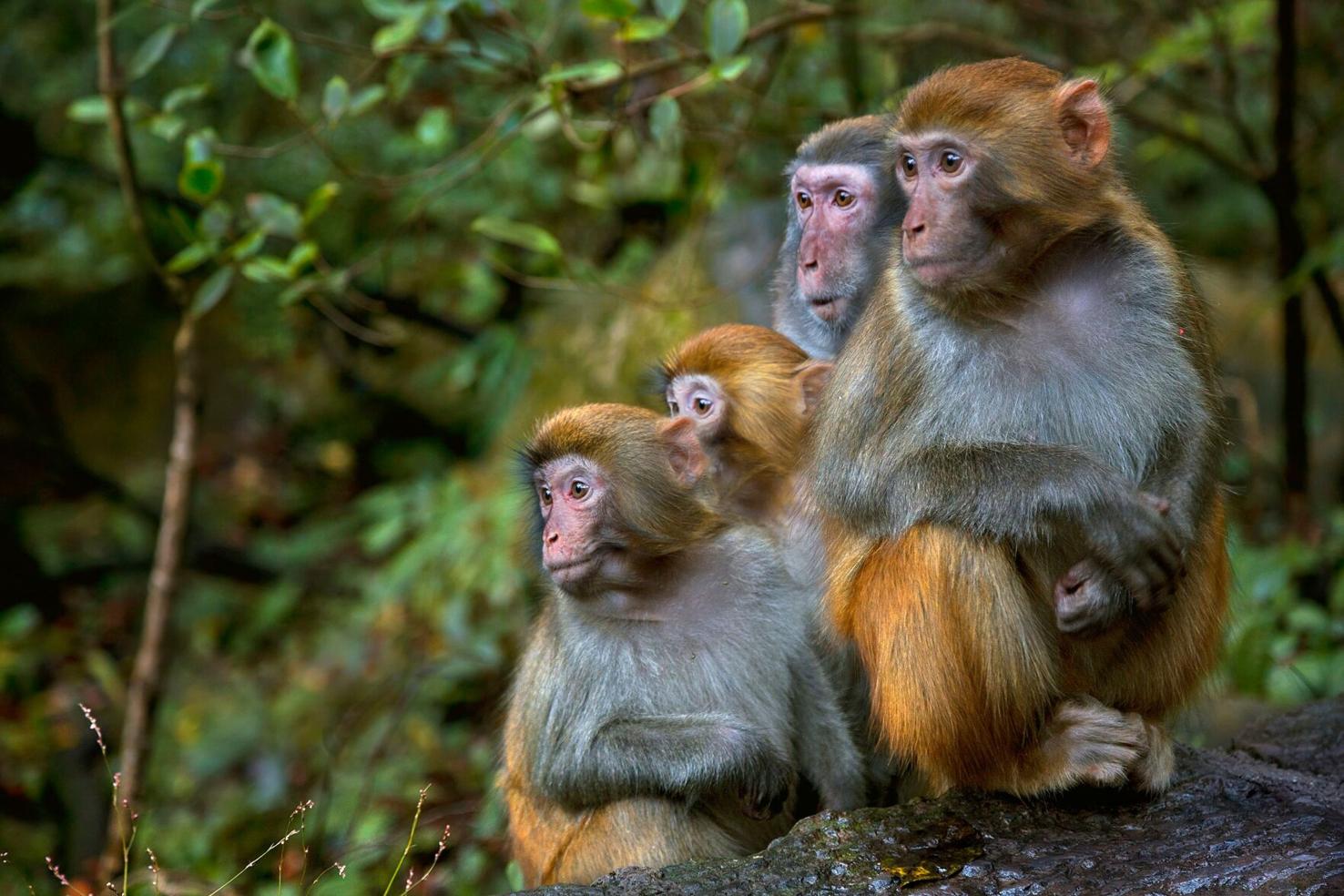 Monkey mayhem in South Carolina after 43 primates escape research