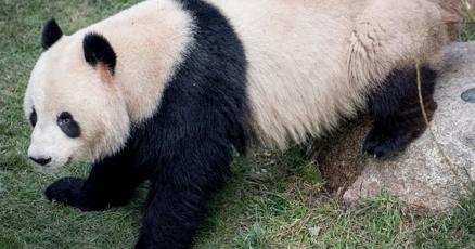 Giant Panda escapes Copenhagen Zoo | National 