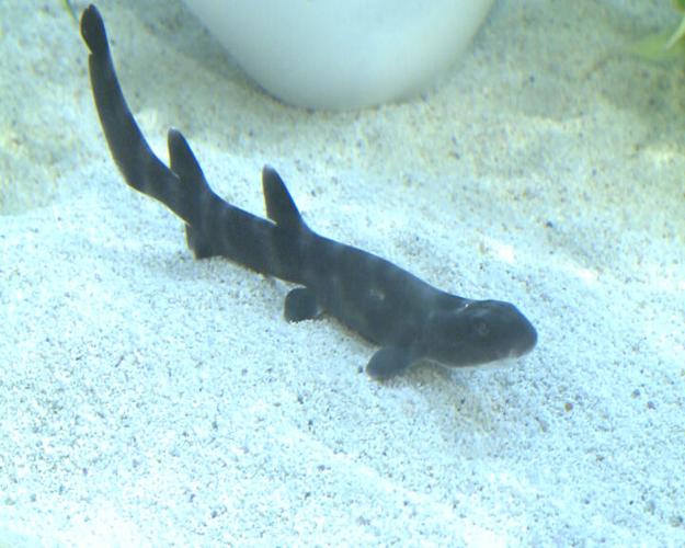 Pittsburgh Zoo & Aquarium - Baby shark, doo, doo, doo, doo, doo, doo! 🦈  You can now see our real life baby blacktip reef sharks through our outdoor  PPG Aquarium window! They