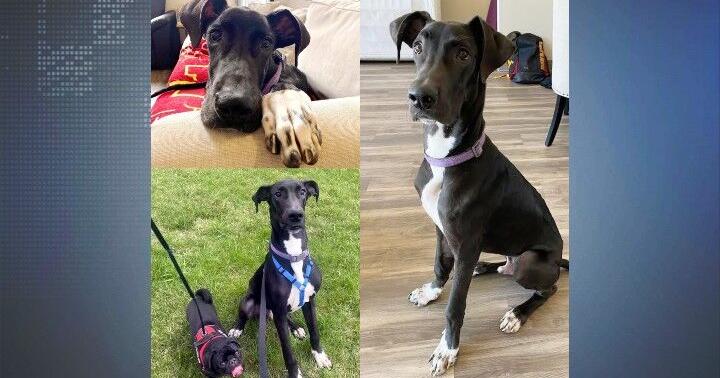 Severely emaciated Great Dane rescued in Des Moines gaining weight with ...