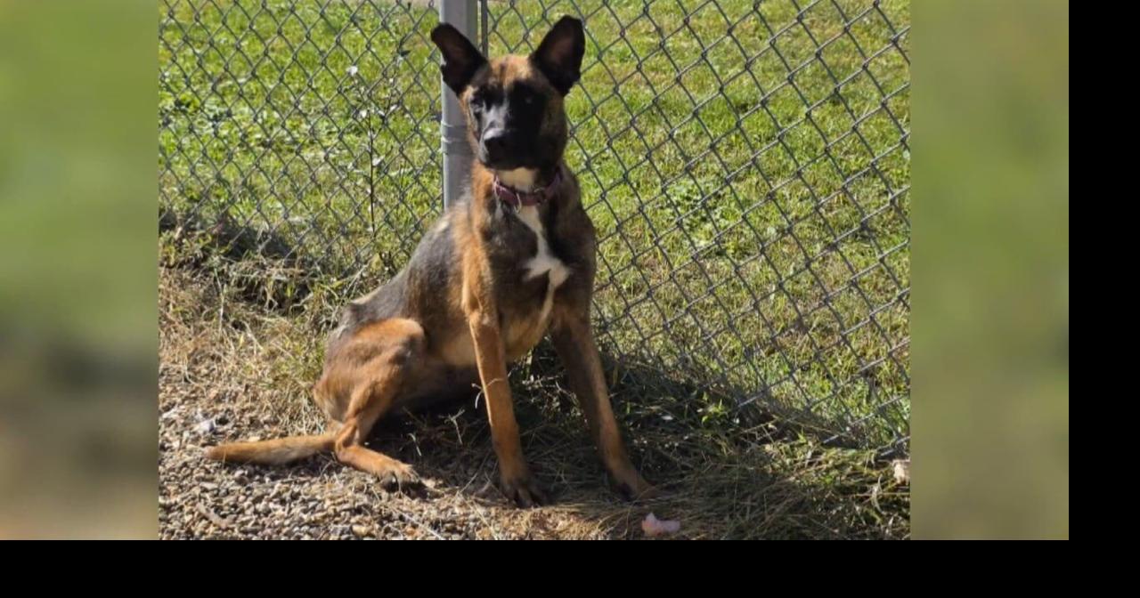 Pet of the Week: Miss Mallie rebounds and is ready for her forever home