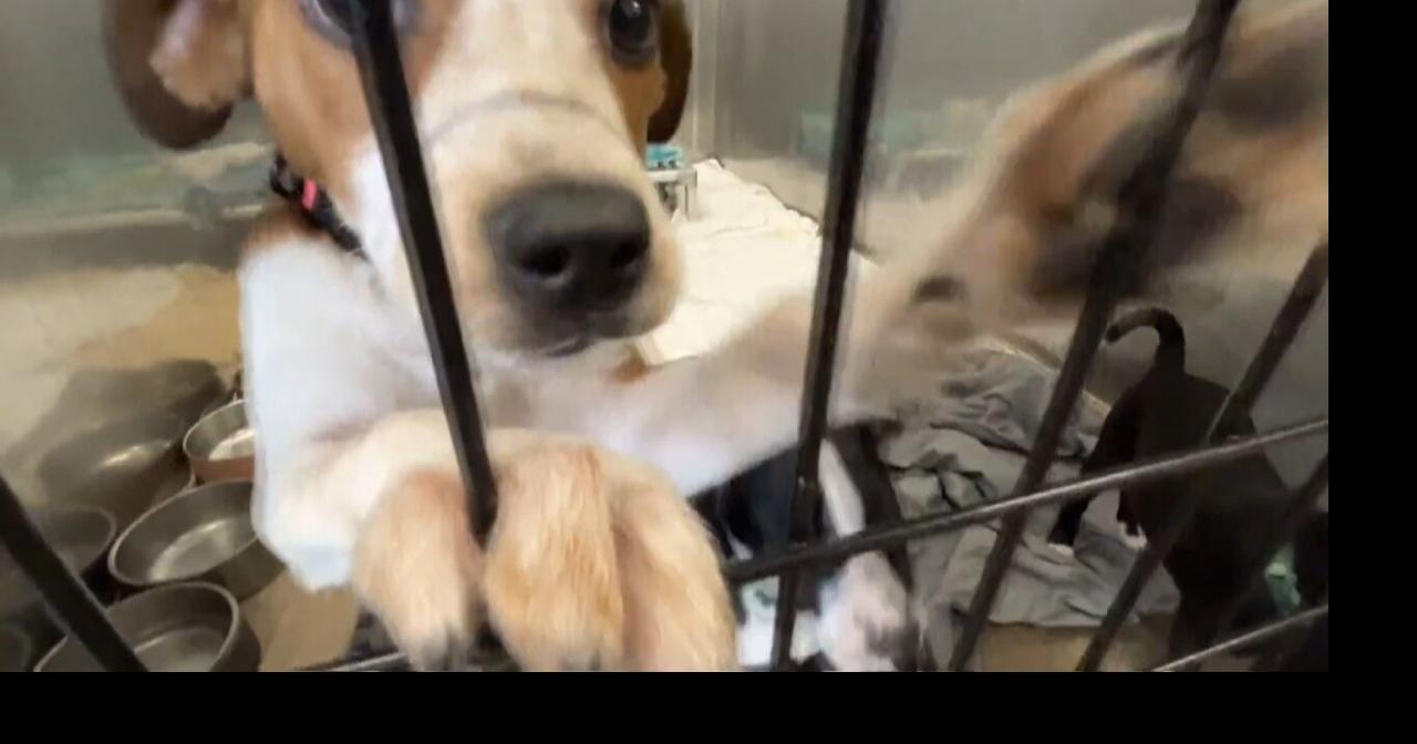 Minneapolis pet rescue helps during ICE raids: A lifeline for animals