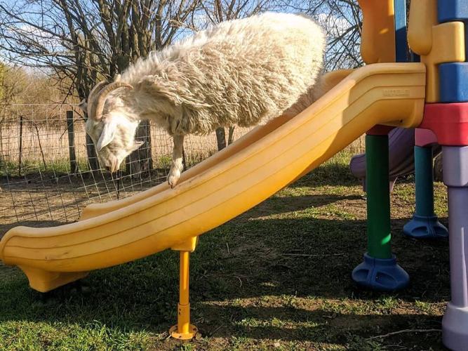 goat play equipment