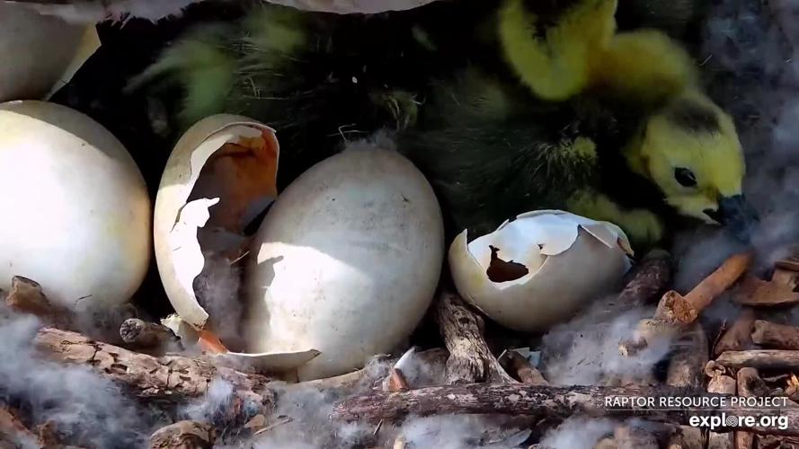 goose eggs hatching