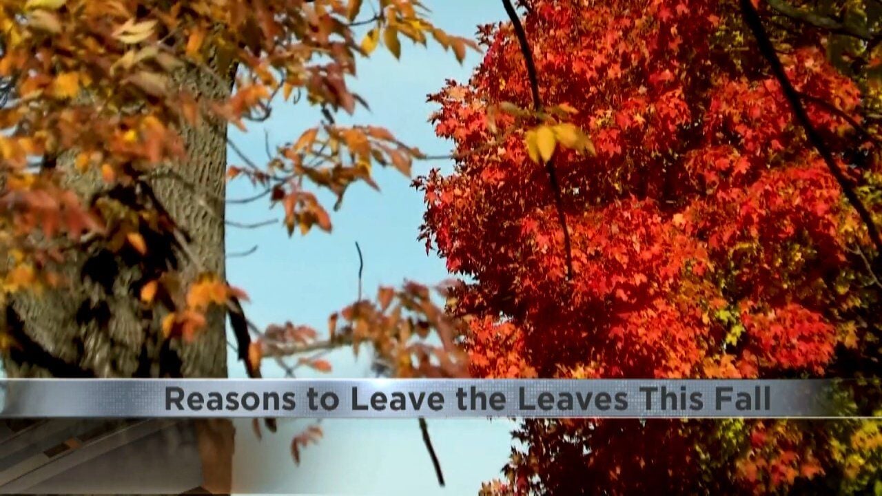 Don't Rake Your Leaves Just Yet: Here's Why | News | Kwwl.com