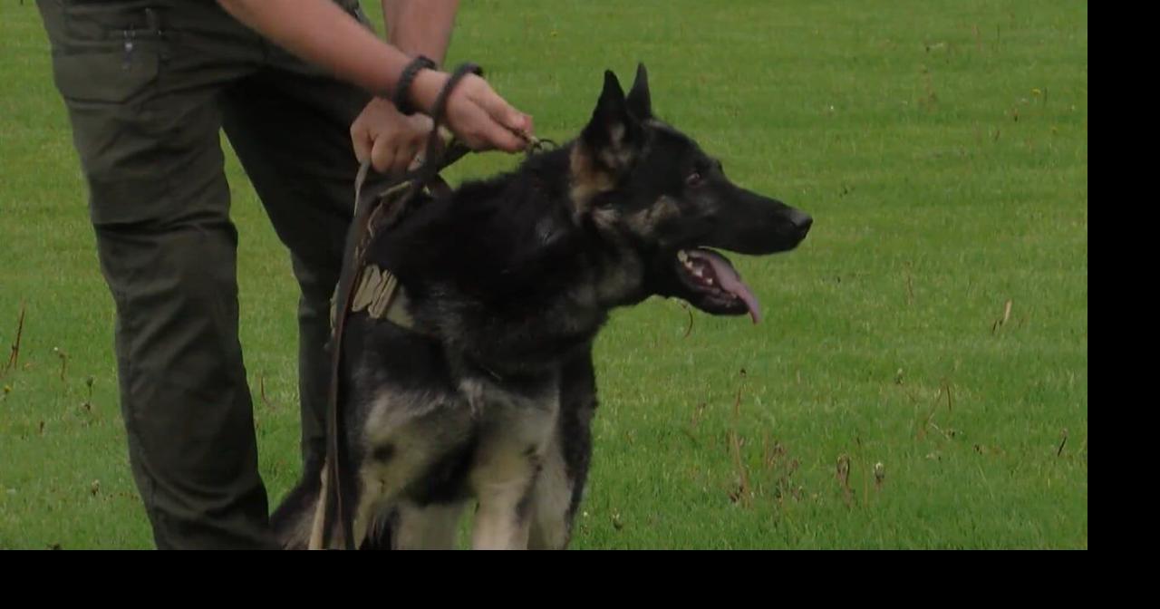 74 Police K-9s Complete Dogs for Law Enforcement Training in Independence, Iowa
