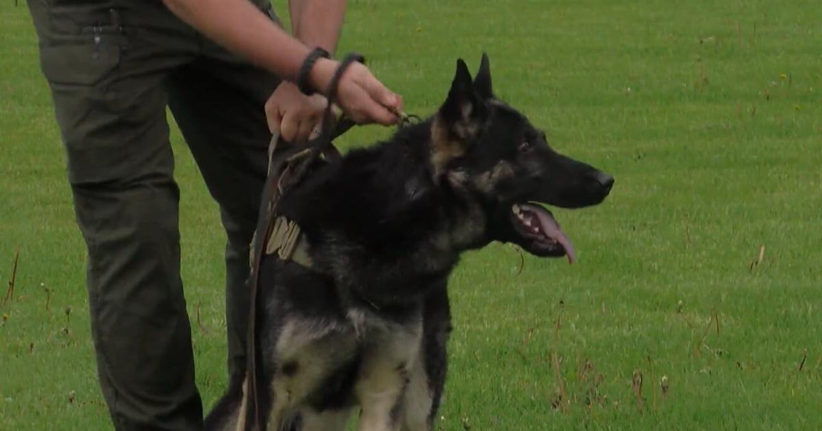 74 Police K-9s Complete Dogs for Law Enforcement Training in Independence, Iowa 74 Police K-9s Complete Dogs for Law Enforcement Training in Independence, Iowa