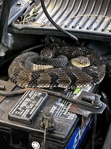 Surprise! Rattlesnake in a toilet