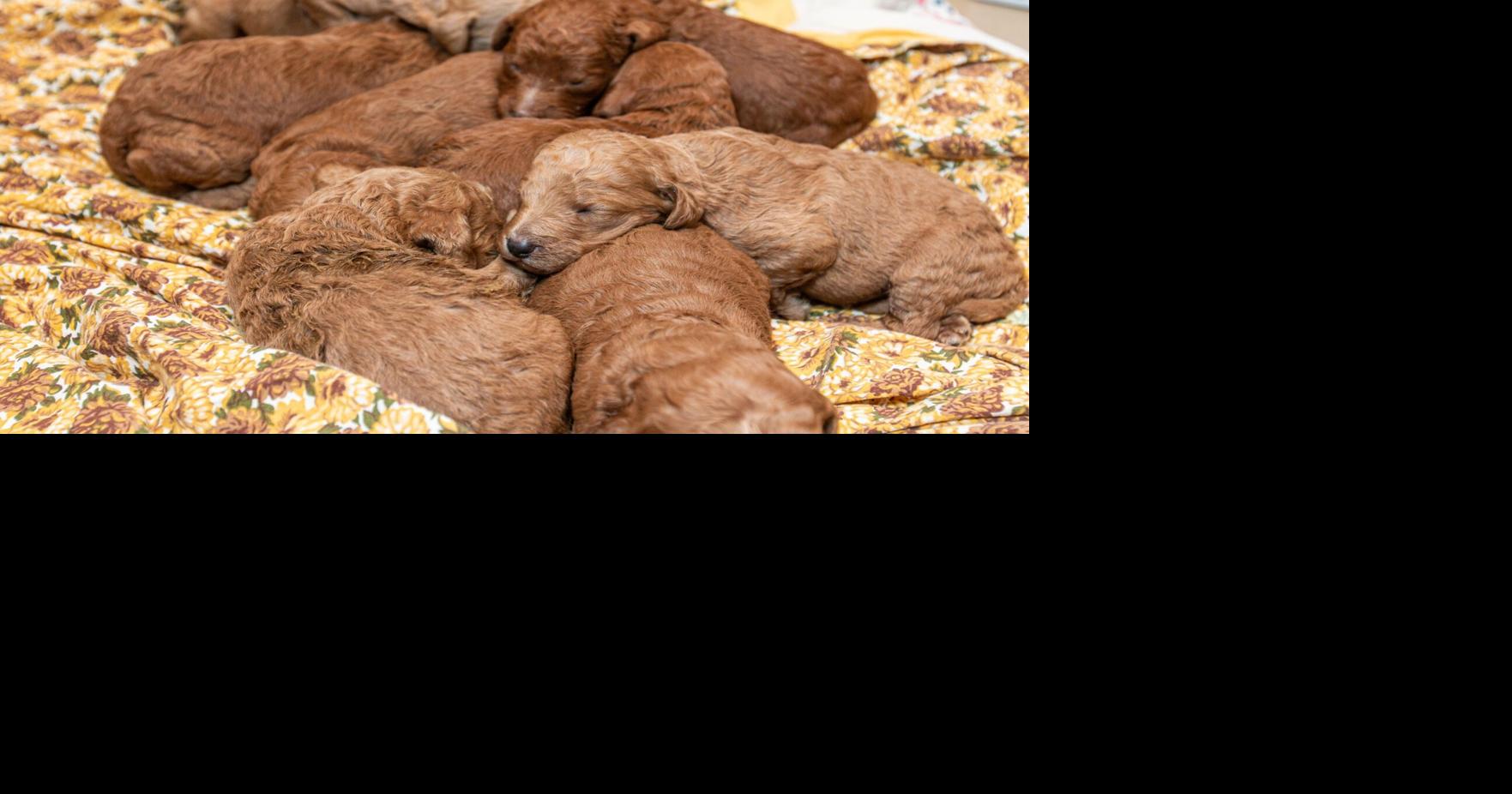 Animal Rescue League of Iowa removes nearly 100 dogs from breeder ...