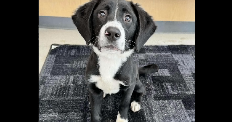 Meet Billy: Cedar Bend's adorable pup seeks a loving home | News | kwwl.com