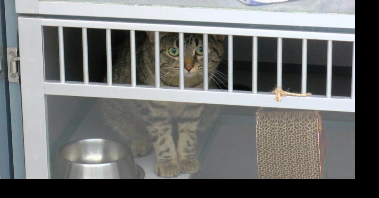 Cedar Bend Humane Society closes pet food pantry through May due to intake spike