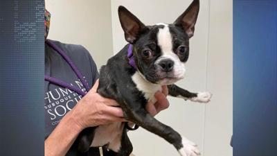 Dubuque Humane Society Takes In Dogs From Aspca To Create Space For Displaced Kentucky Dogs Dubuque Kwwl Com