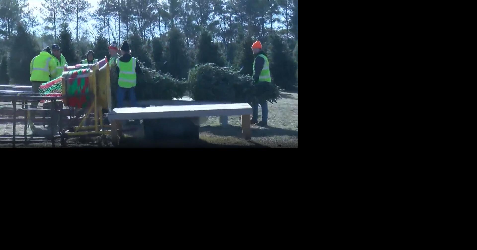 Kris Kringle’s Tree Farm sees busiest opening day in 18-Year history ...
