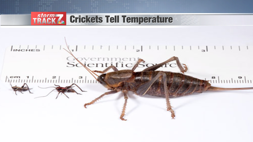 Weather Wonders Crickets tell temperature Schnack's Weather Blog