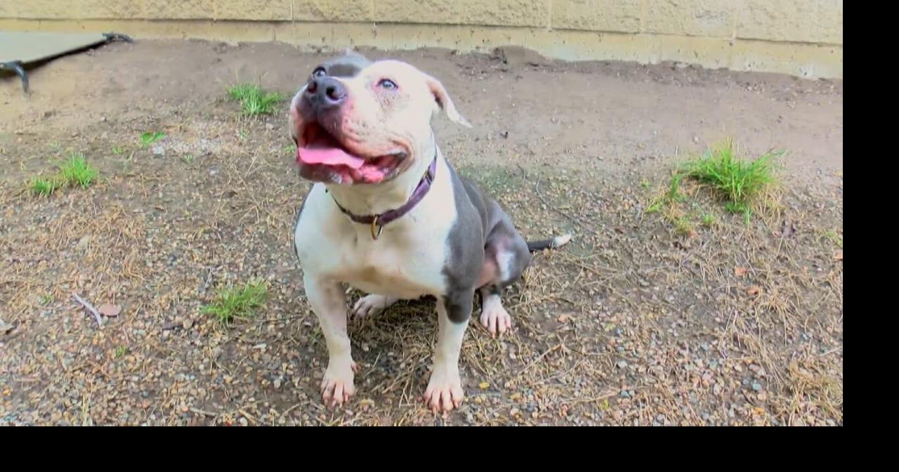 Pet of the Week: The sweet Clara is ready to be part of your world