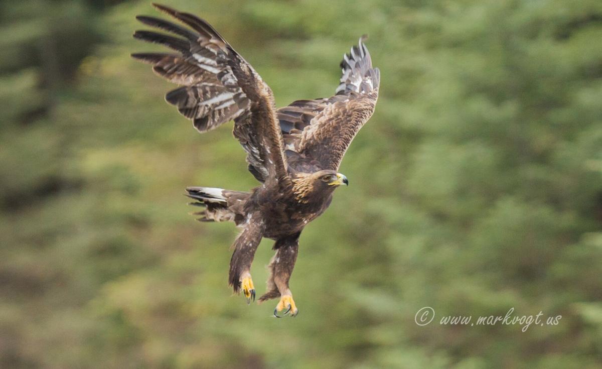 Cusick, St. Ignatius men indicted for poaching 3,600 birds, including