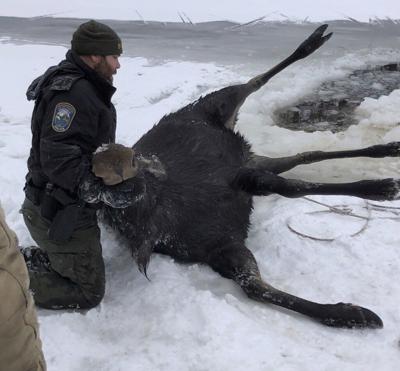 officers rescue moose