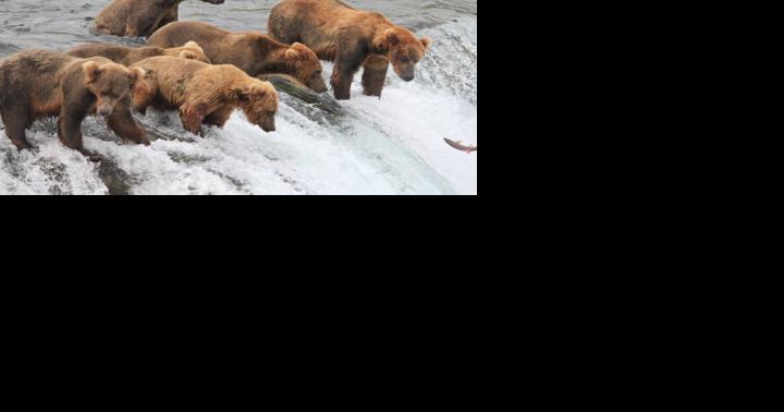 Vote for the true Titan of Tonnage in this week's Fat Bear Week - Vimarsana News