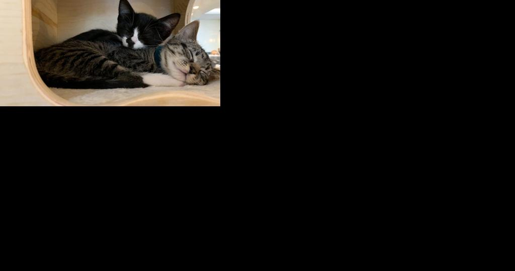 5th annual 'Testicle Festival' pet neutering event in Spokane Valley - Vimarsana News