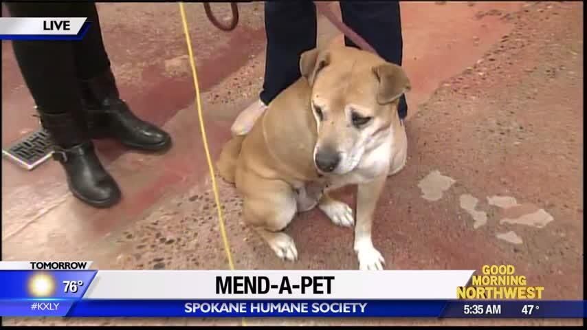 Mend-a-Pet directly helps injured and sick animals at Spokane Humane  Society | Local News 
